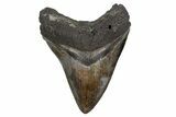 Fossil Megalodon Tooth - South Carolina #357374-1